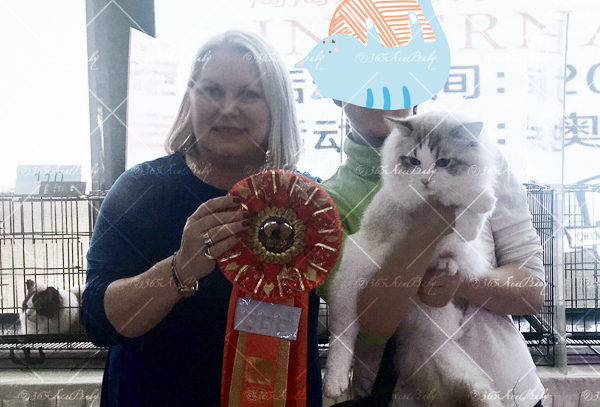 海豹山双布偶猫