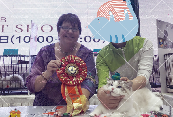 海豹山双布偶猫