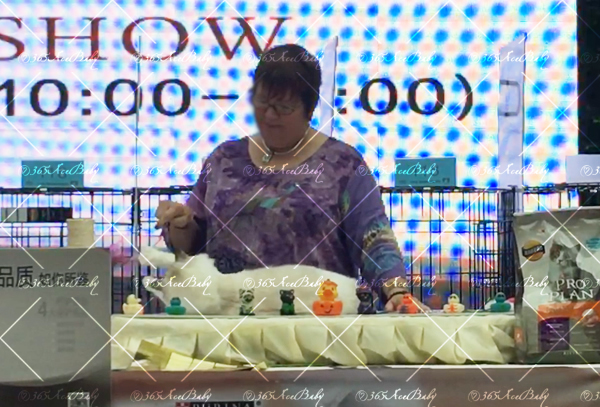 海豹山双布偶猫