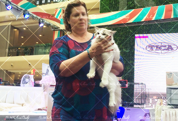 海豹山双布偶猫