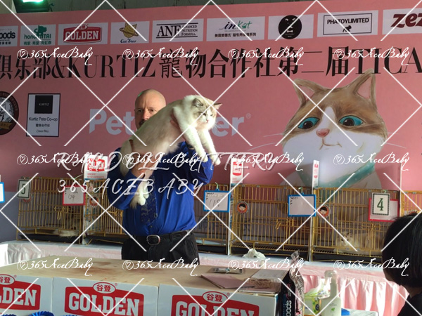 海豹山双布偶猫