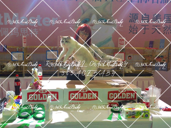 海豹山双布偶猫